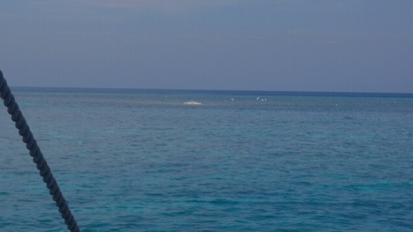アポリーフ(Apo Reef Natural Park)
